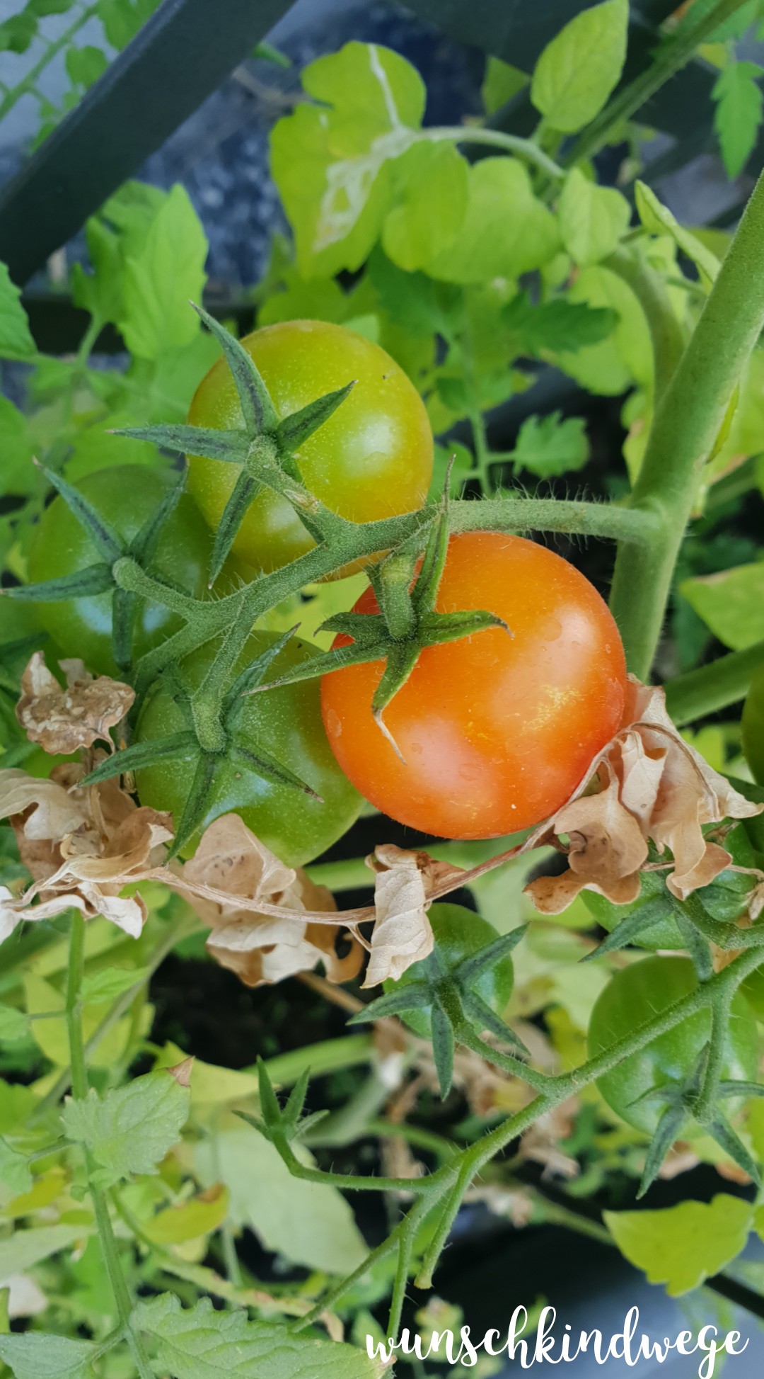 WMDEDGT Tomaten